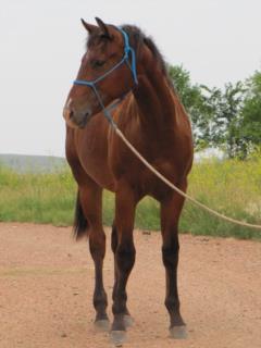 Pictured as Yearling